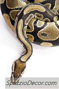 Os Gatos Têm Medo De Cobras?