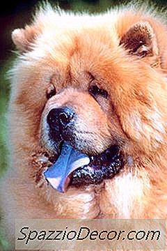 Are Chow Chows Safe?