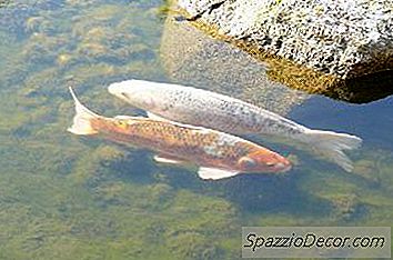 Cichlid & Koi가 같은 탱크에서 사용할 수 있습니까?