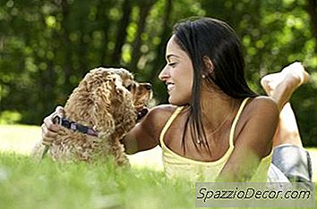 可卡犬很容易训练吗？