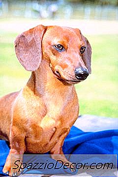 Son Dachshunds Smelly?