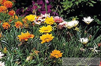 Jesu Li Dahlias Sigurni Za Mačke?