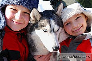 Jesu Li Ovratnici Za Buhe Od Pasa Opasni Za Ljude?