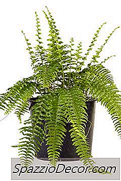 Er Ferns Bad For Cats?