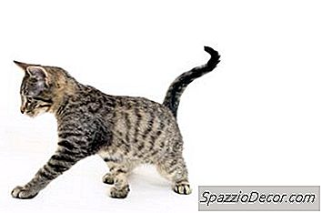 Добри Ли Са Грините За Котките?