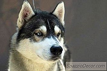 Съществуват Ли Хъски И Аляски Маламути Едно И Също Нещо?