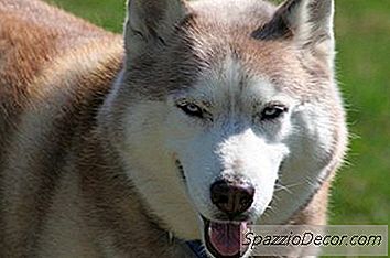 Os Huskies Relacionados A Lobos?