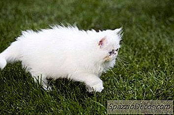 蘑菇对猫有毒吗？