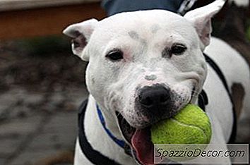 Czy Pit Bulls Są Uważane Za „Niebezpieczne Psy” W Kalifornii?