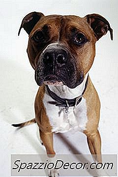 Eru Pit Bulls Vingjarnlegir Við Ketti?