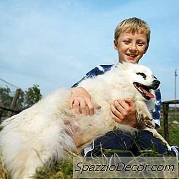 Jesu Li Pomerani Skloni Alergijama Na Koži Ili Hrani?