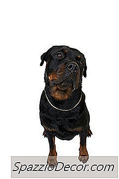 Sind Rottweiler Born With Markings?