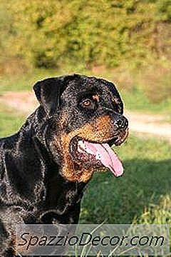 Er Rottweilers Gode Familie Hunde?