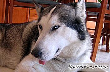 I Husky Siberiani Sono Difficili Da Curare?