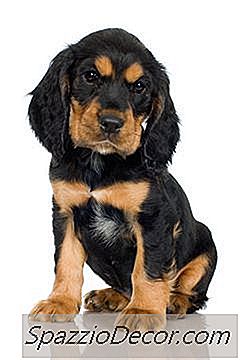 ¿Las Semillas De Girasol Son Peligrosas Para Un Cachorro?