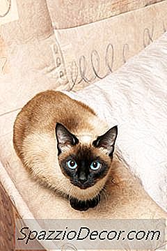 Os Gatos Tonkinese São Mais Carinhosos Que Os Gatos Siameses?