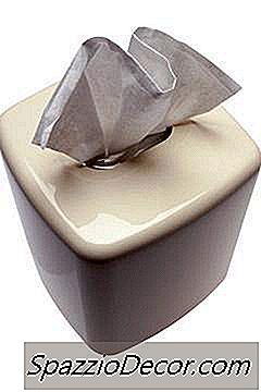 Pisicile Angora Turce Sunt Bune Pentru Persoanele Cu Alergii