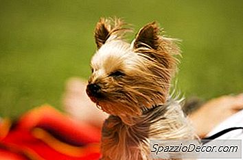 Sind Yorkshire Terrier Hypoallergen?