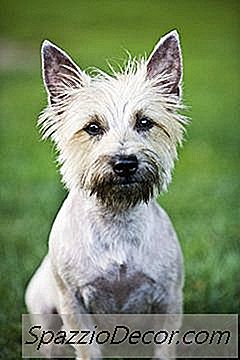 Arthritis In Einem Cairn Terrier