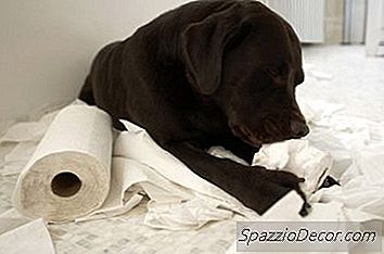 A Que Idade Um Filhote Passa Por Um Estágio Rebelde?