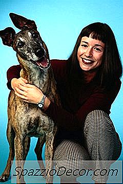 グレイハウンド犬の自己免疫障害