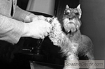 Il Costo Medio Del Nail Clipping Per I Cani