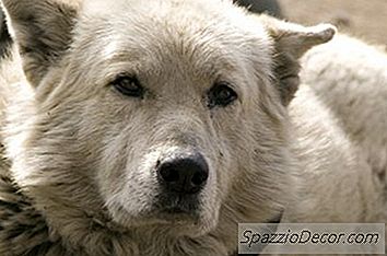 Costul Mediu De A Adopta Un Câine Dintr-O Adăpost