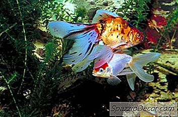 Den Gennemsnitlige Levetid For En Fantail Goldfish