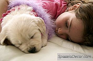 Somnul Mediu Pentru Câini