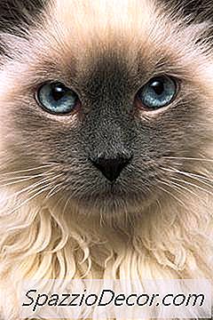 Bacitracin Ophthalmic Salbe Für Augenkrankheiten Bei Katzen