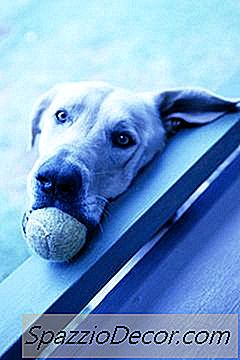 बॉल-थ्रोइंग मशीनें कुत्तों के लिए
