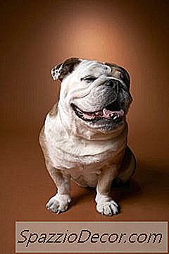 Banhando Um Bulldog Inglês Antigo