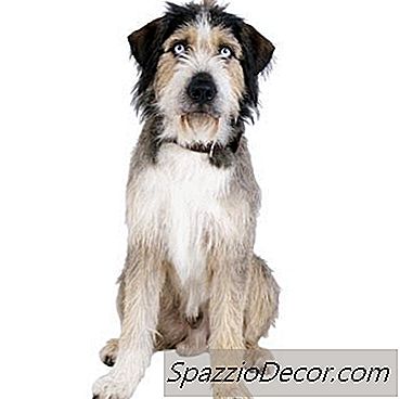 Bading En Hund Uten Vann