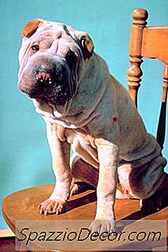 Badar En Shar Pei Hund