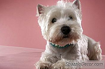 Baden Eines West Highland White Terrier Puppy