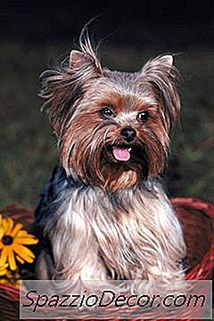 Peldēšanās A Yorkiepoo