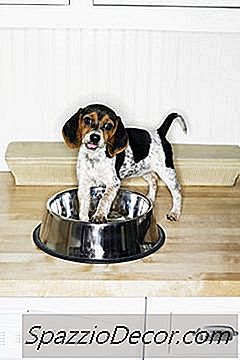 비글의 엉덩이 또는 다시 문제