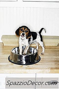 Problèmes De Hanche Ou De Dos De Beagle