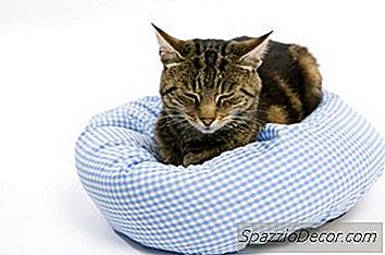 Sengbugsbehandling For Katter