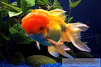 Comportamento De Um Oranda Goldfish