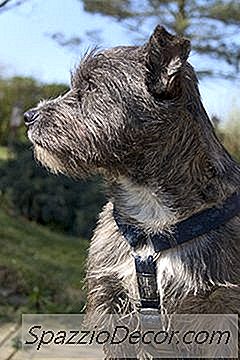 Gedrag Van Een Cairn Terrier