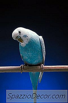Comportamentul Unui Parakeet Bolnav