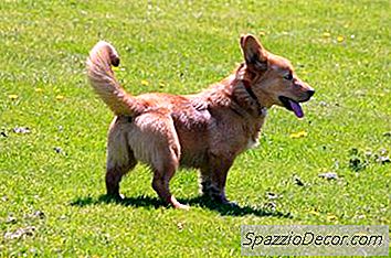 Comportamiento De Welsh Corgi Dogs