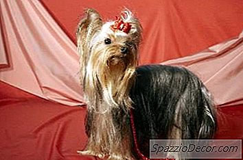 Adfærdsmønstre Af Yorkshire Terrier