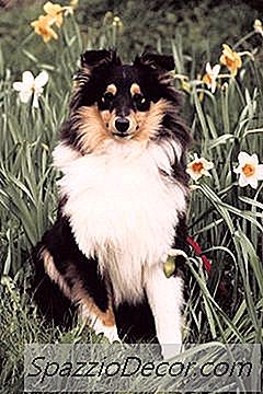 Verhaltensprobleme In Shelties