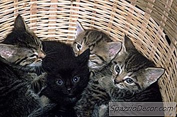 Oppførselsproblemer Med Kattunger Oppdratt Av Mennesker