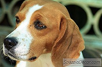 Traits De Comportement D'Un Beagle