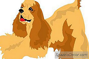 Verhaltensprobleme Bei Cocker Spaniels