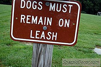 Gedragskenmerken Voor De Reuzenschnauzer