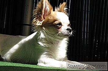 Os Behaviors Of The Chihuahua